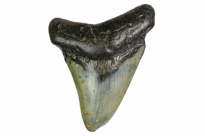 Bargain, Megalodon Tooth - North Carolina #152918